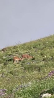 Горные козлы на склонах горы Хуступ в Араратской области, фото Никола Пашиняна