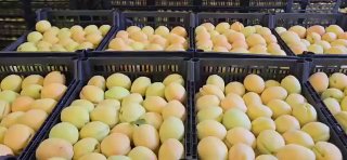 Армянские абрикосы из Араратской области выходят на рынок Польши и Европы
