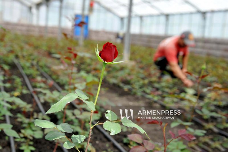 Нидерланды открывают цветочный рынок Royal Flora Holland для производителей из Араратской области и Армении
