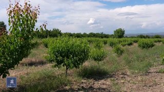 Фермеры Араратской области активно участвуют в программе нулевых кредитов